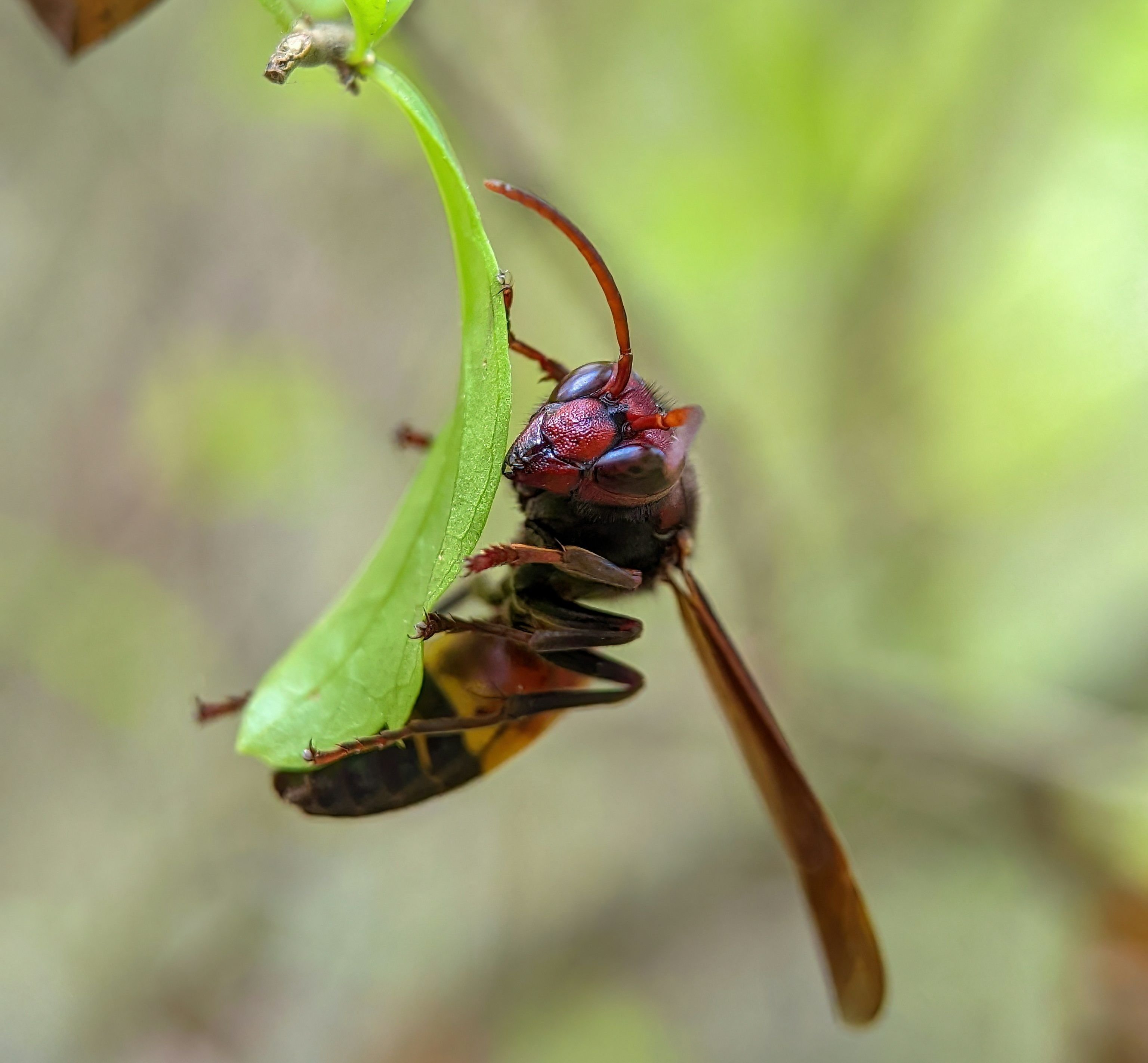 Frelon asiatique au sur une feuille.